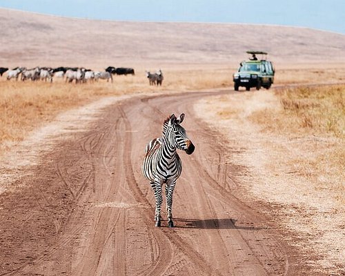 Whale breaching near the coast of Eastern Canada